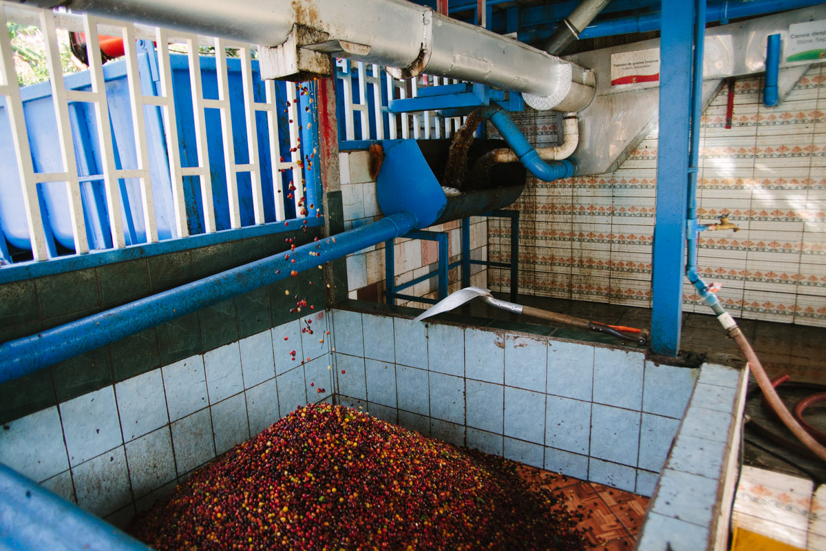Coffee cherry collects at the Don Mayo mill in Costa Rica.