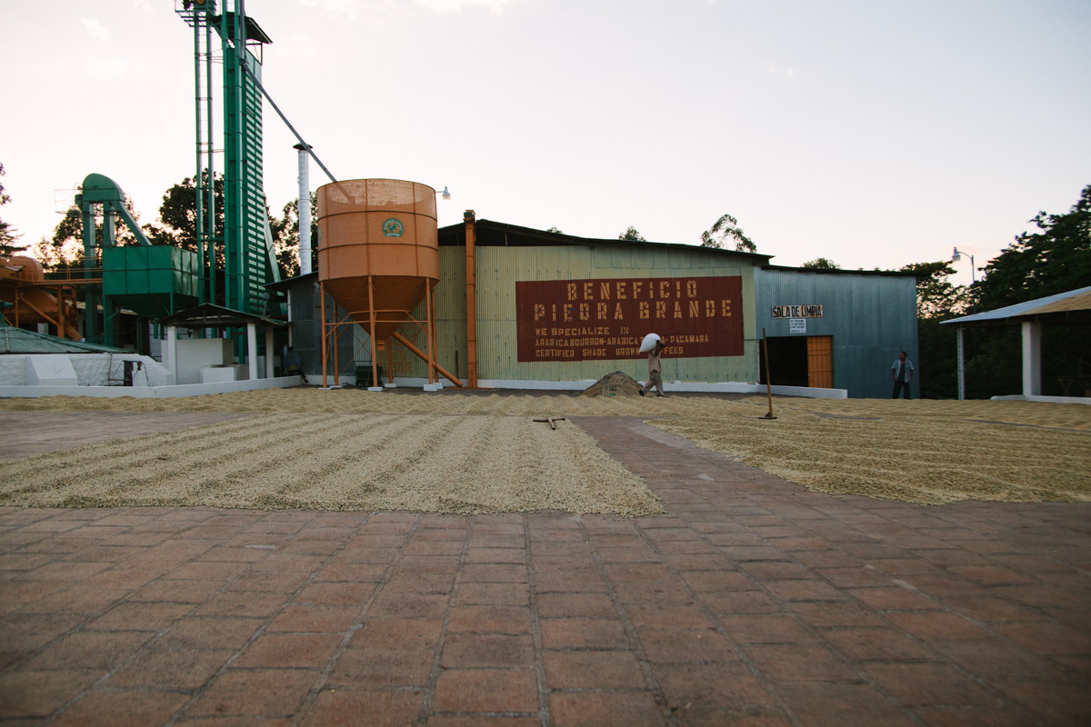 Coffees are patio-dried at Beneficio Piedra Grande in El Salvador. 