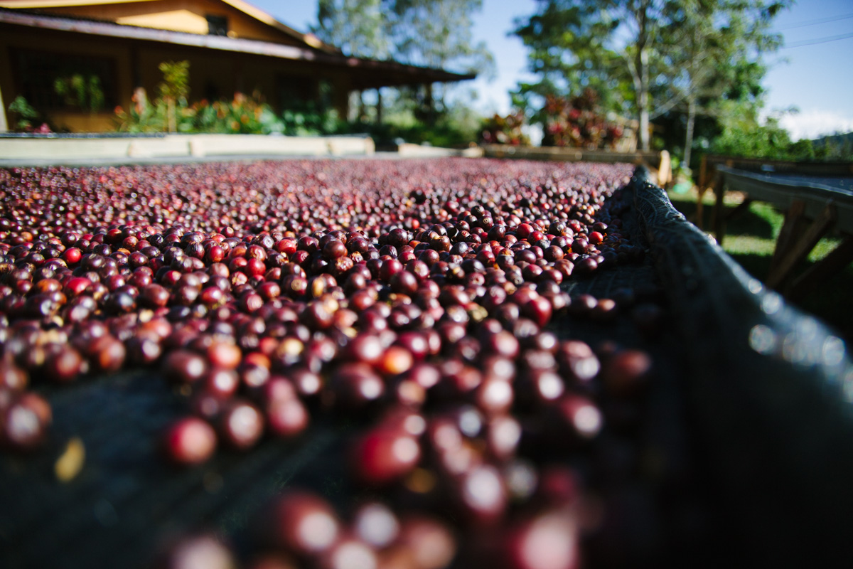 Coffees drying with the cherry intact.