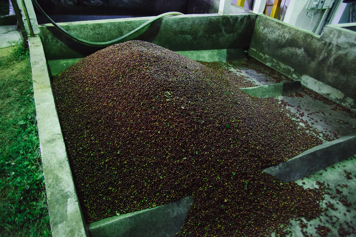 Fresh coffee cherries unloaded for processing.