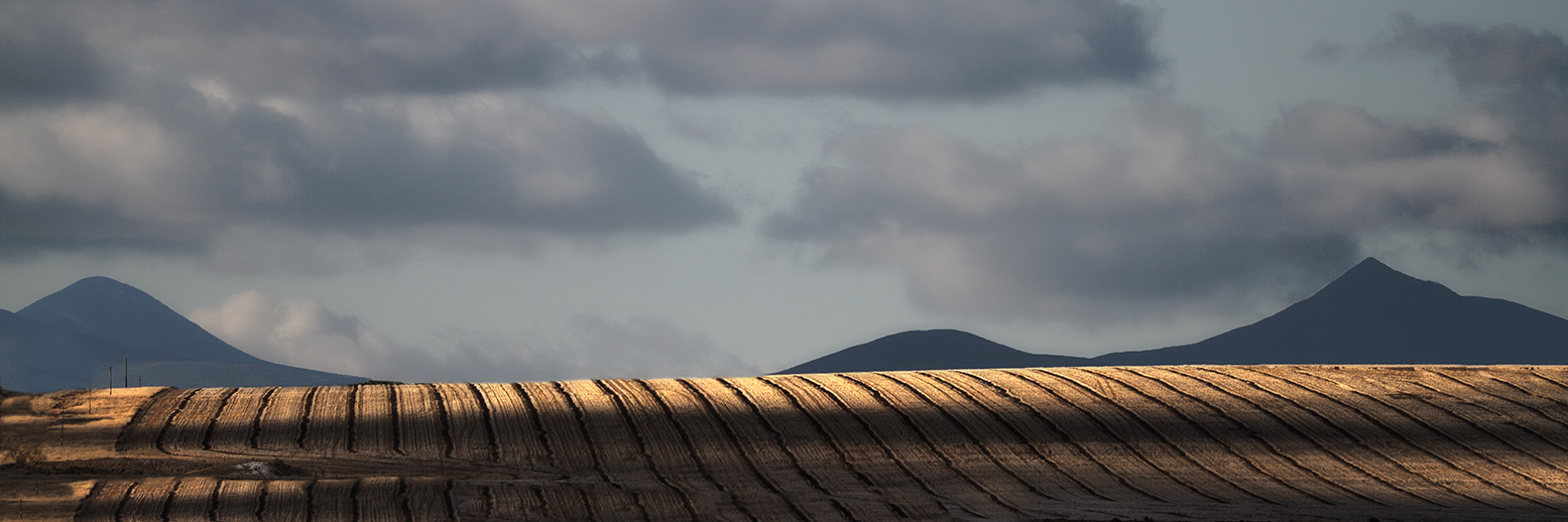 Stirlings Stubble Long - Limited Edition