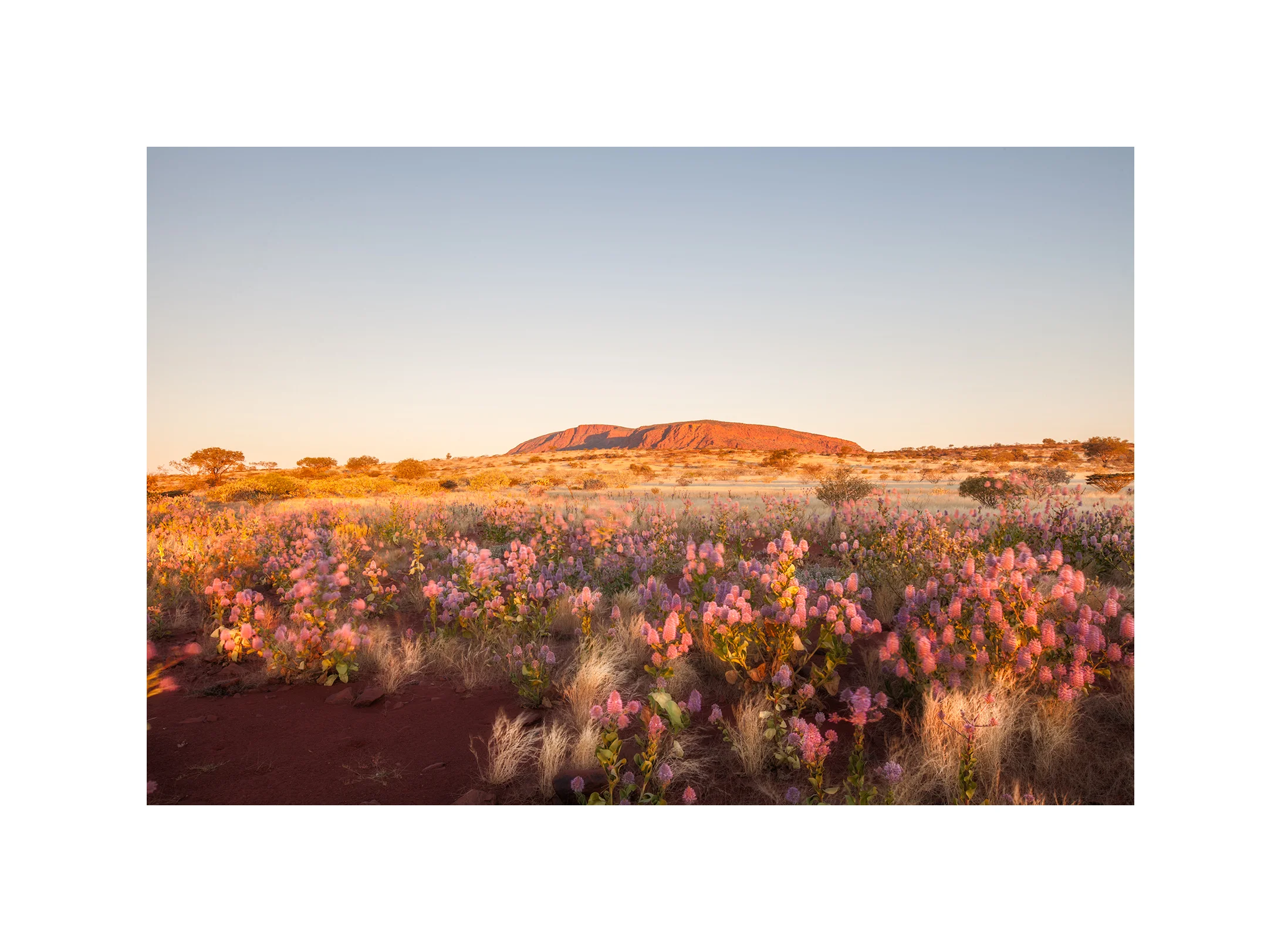 Mt Augustus Pink