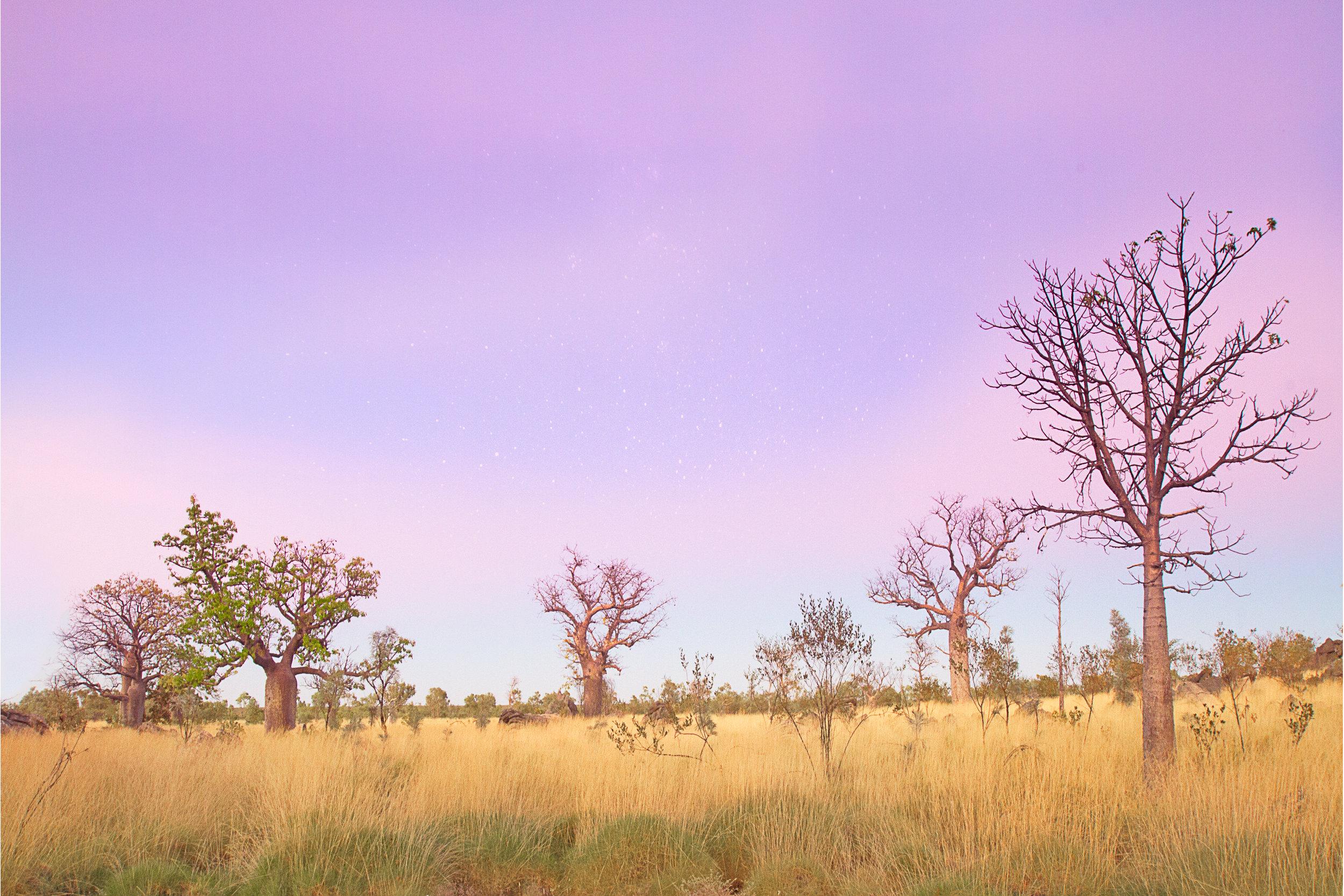 boab morning 2.jpg