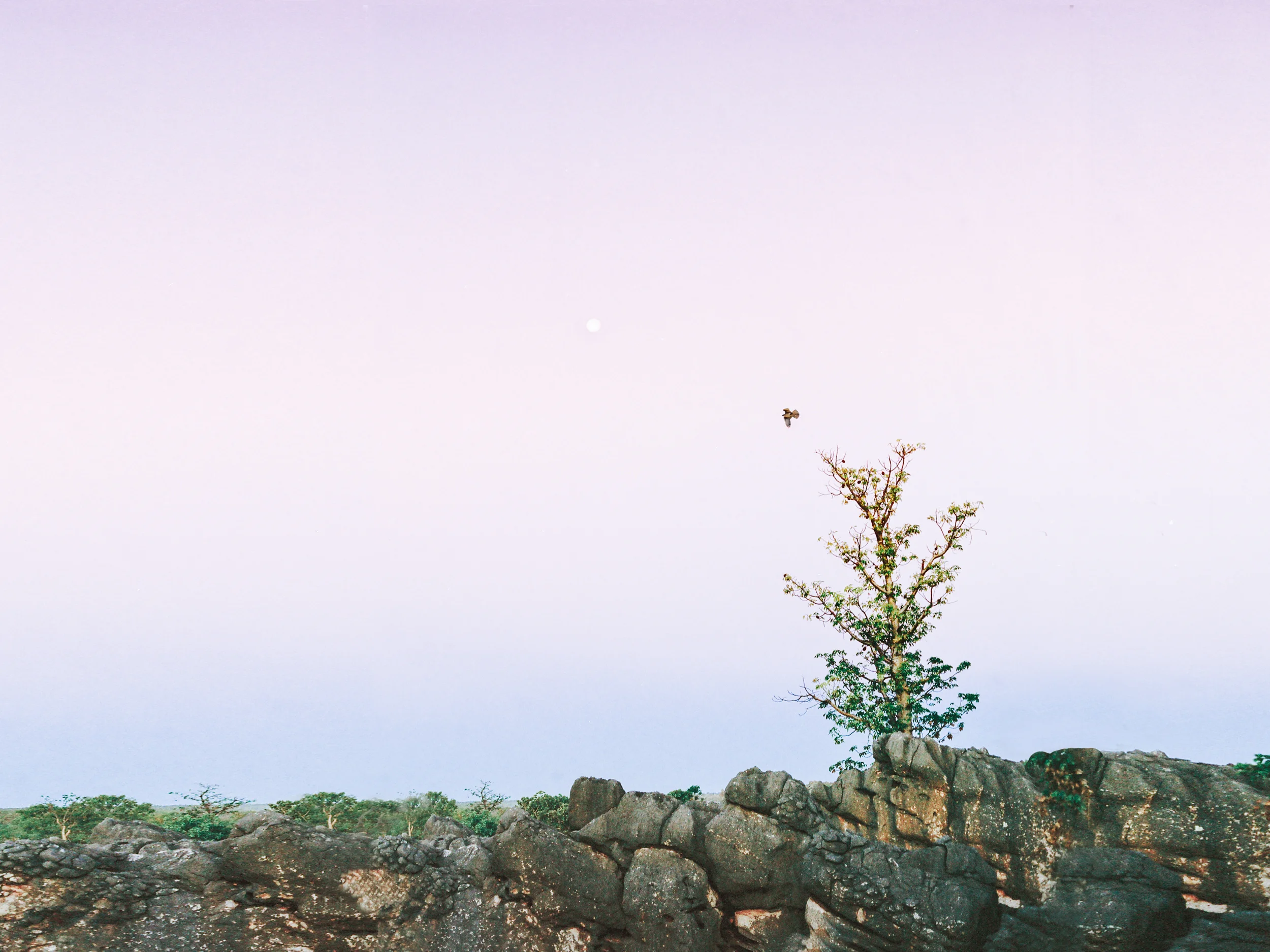 Delicate Nature