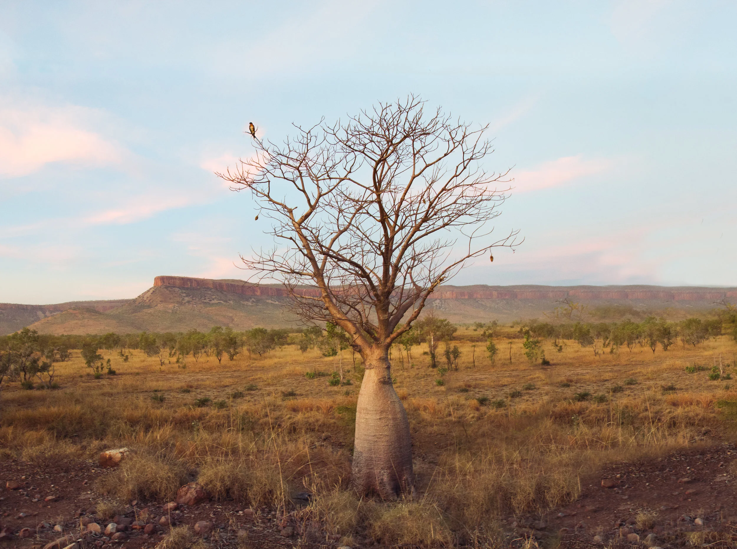 Cockburn Ranges