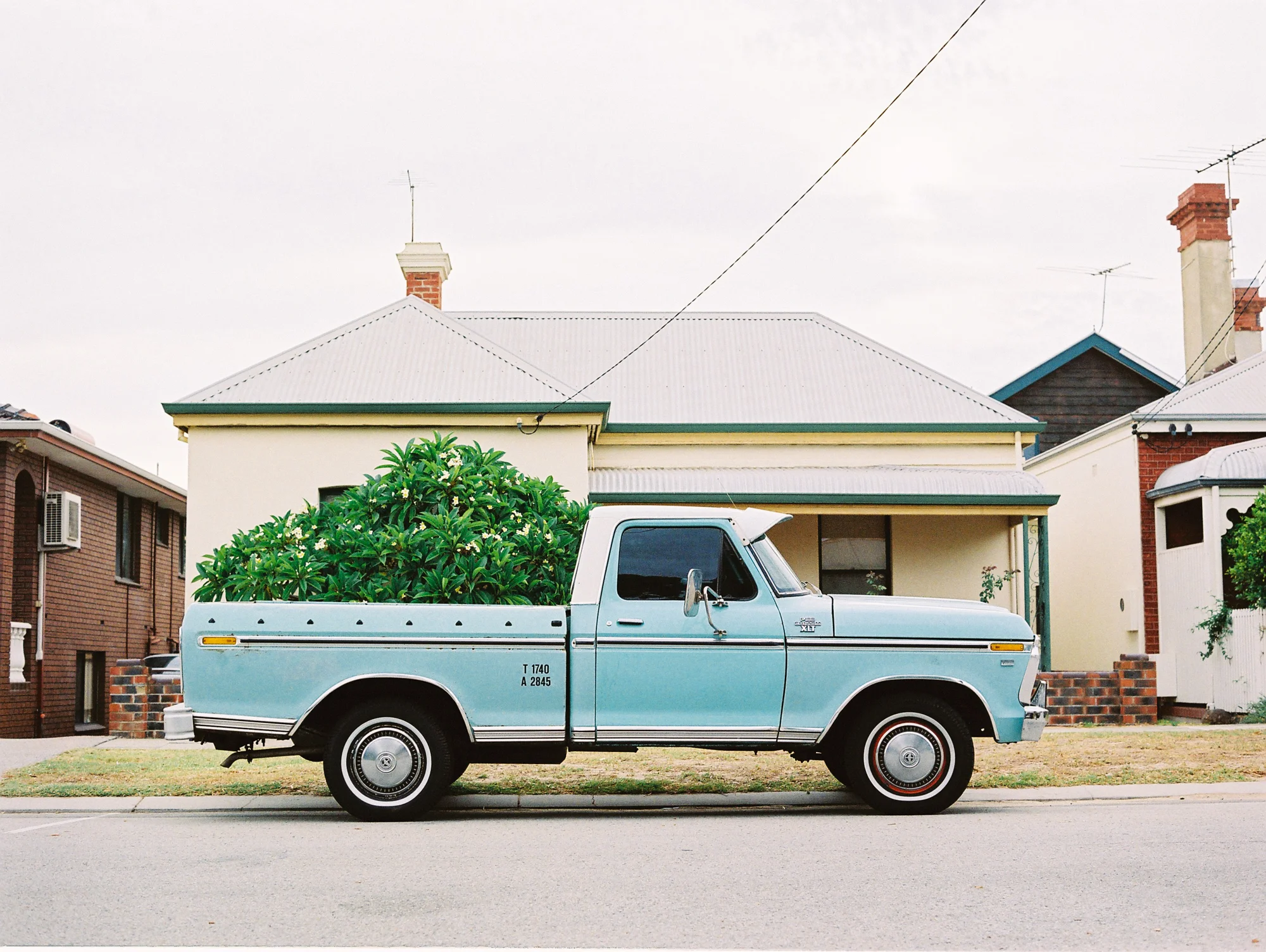Green Bush on Ute