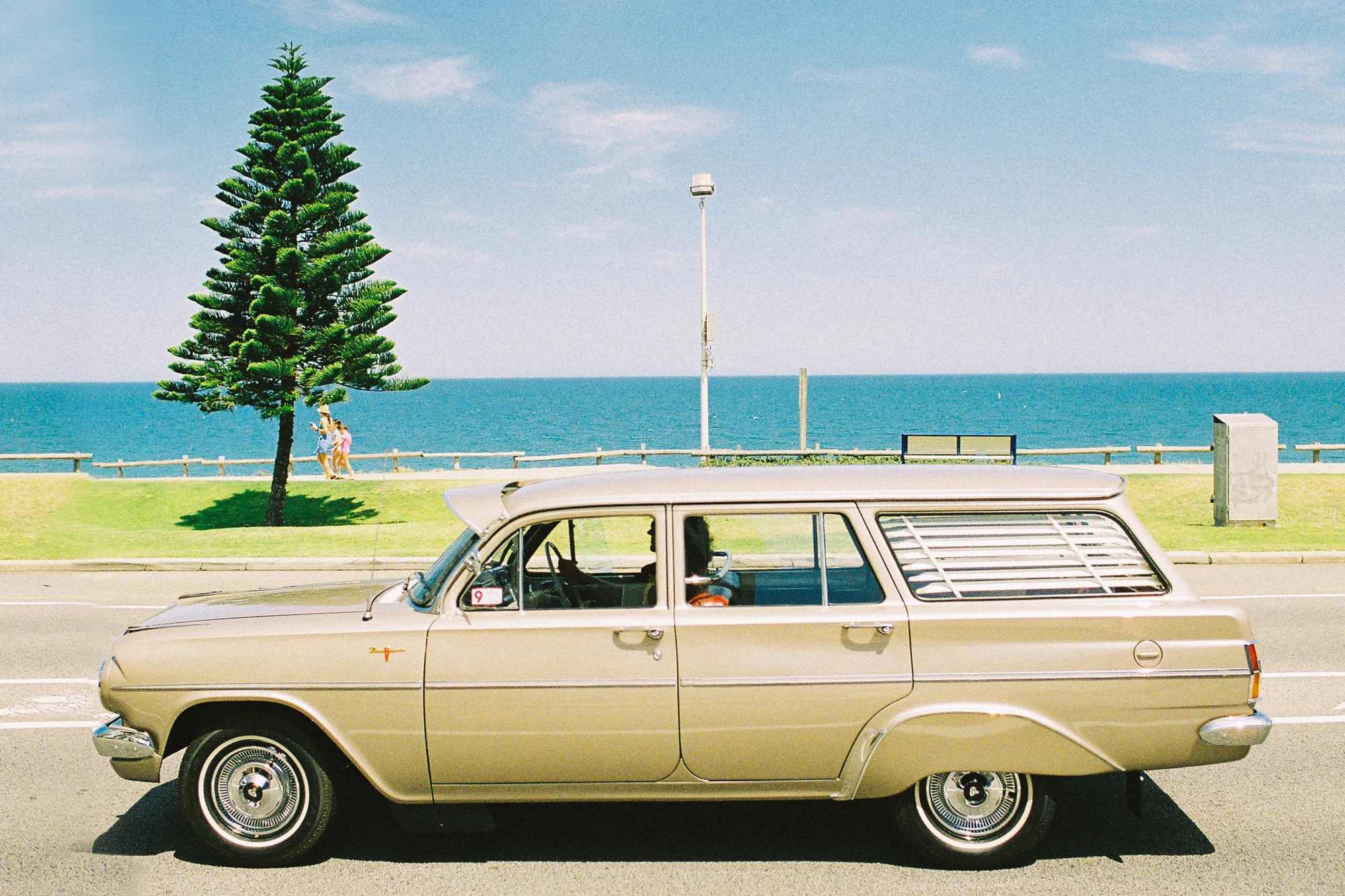 Pine Tree - Drive By