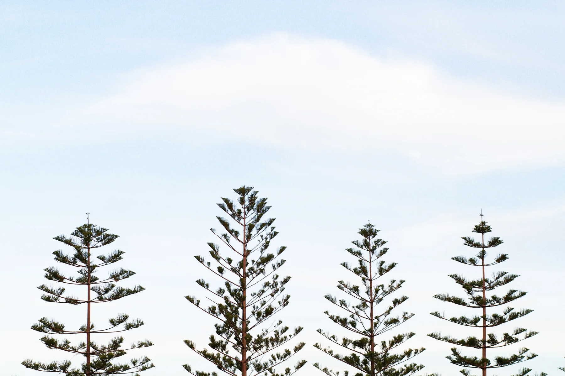 Cottesloe Pines