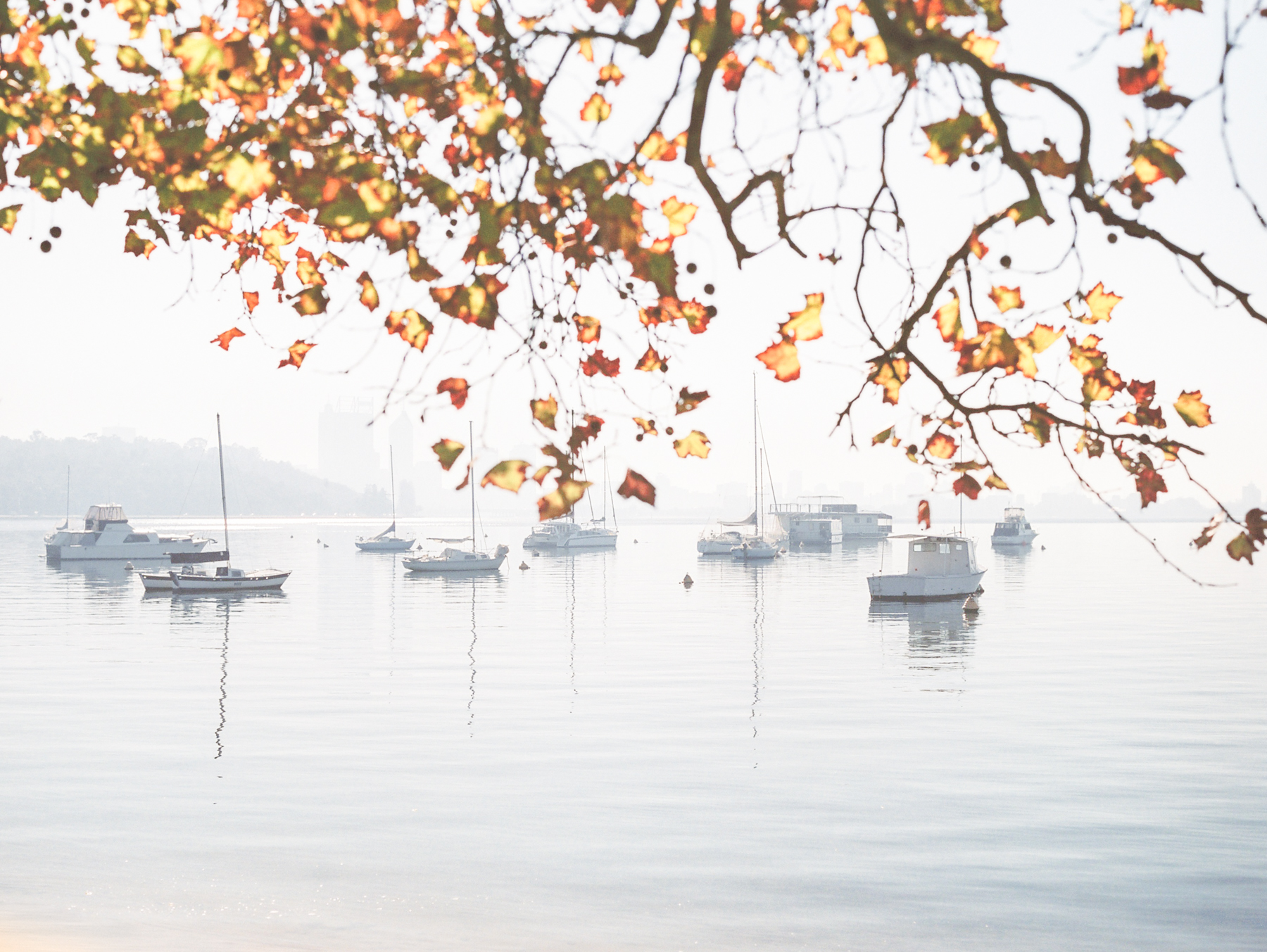 Swan River 2