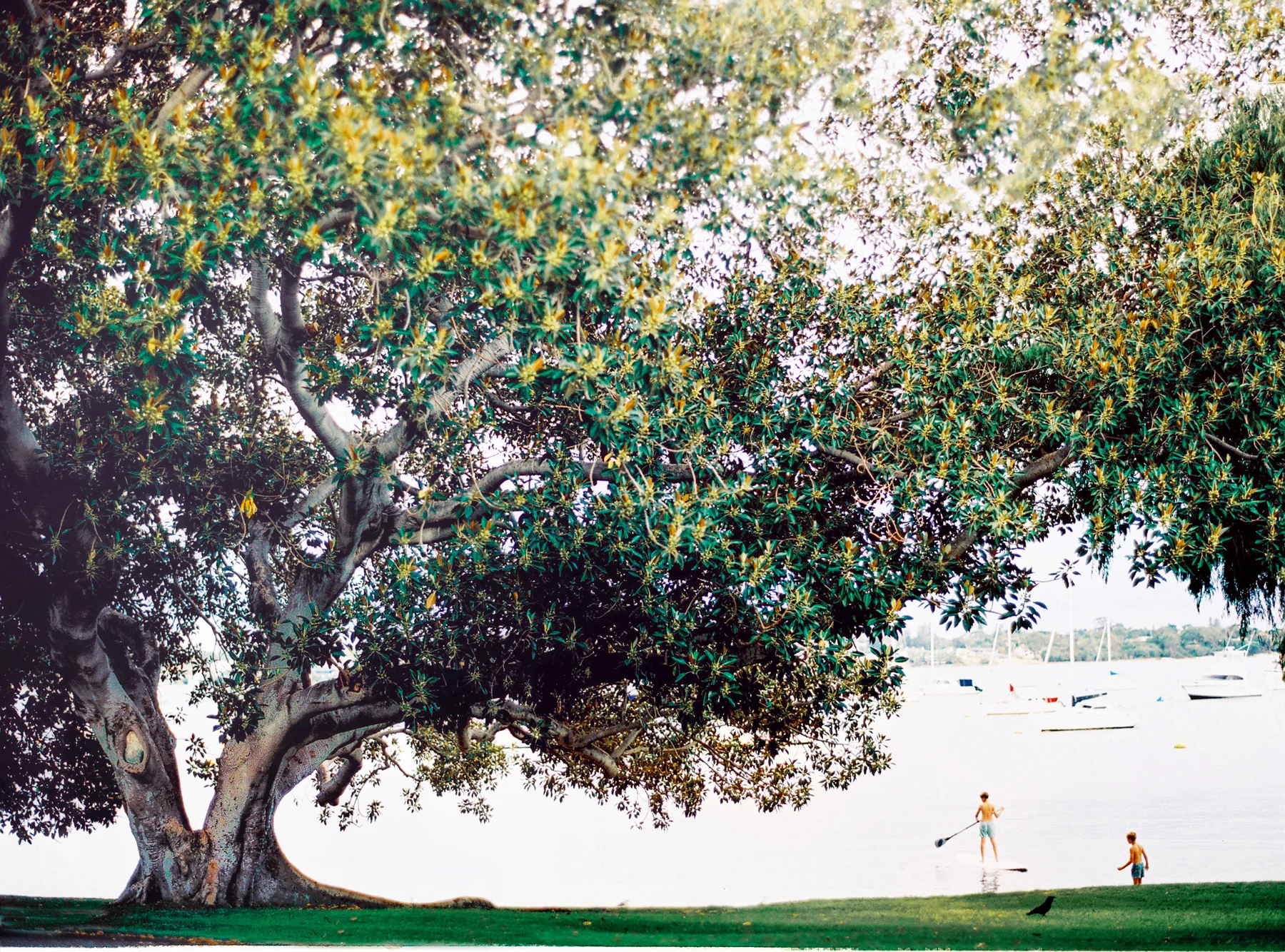 freshwater bay.jpg