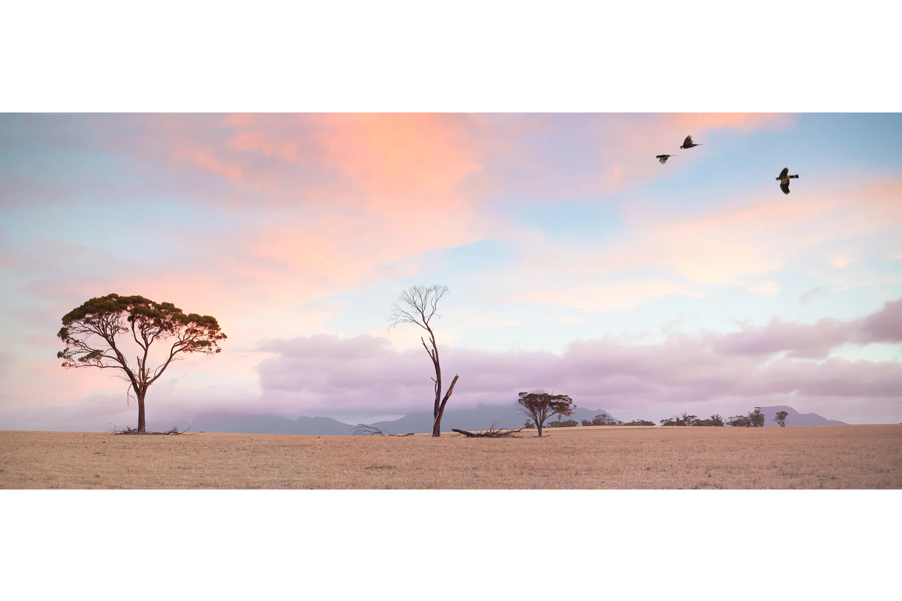 albany prints-3.jpg
