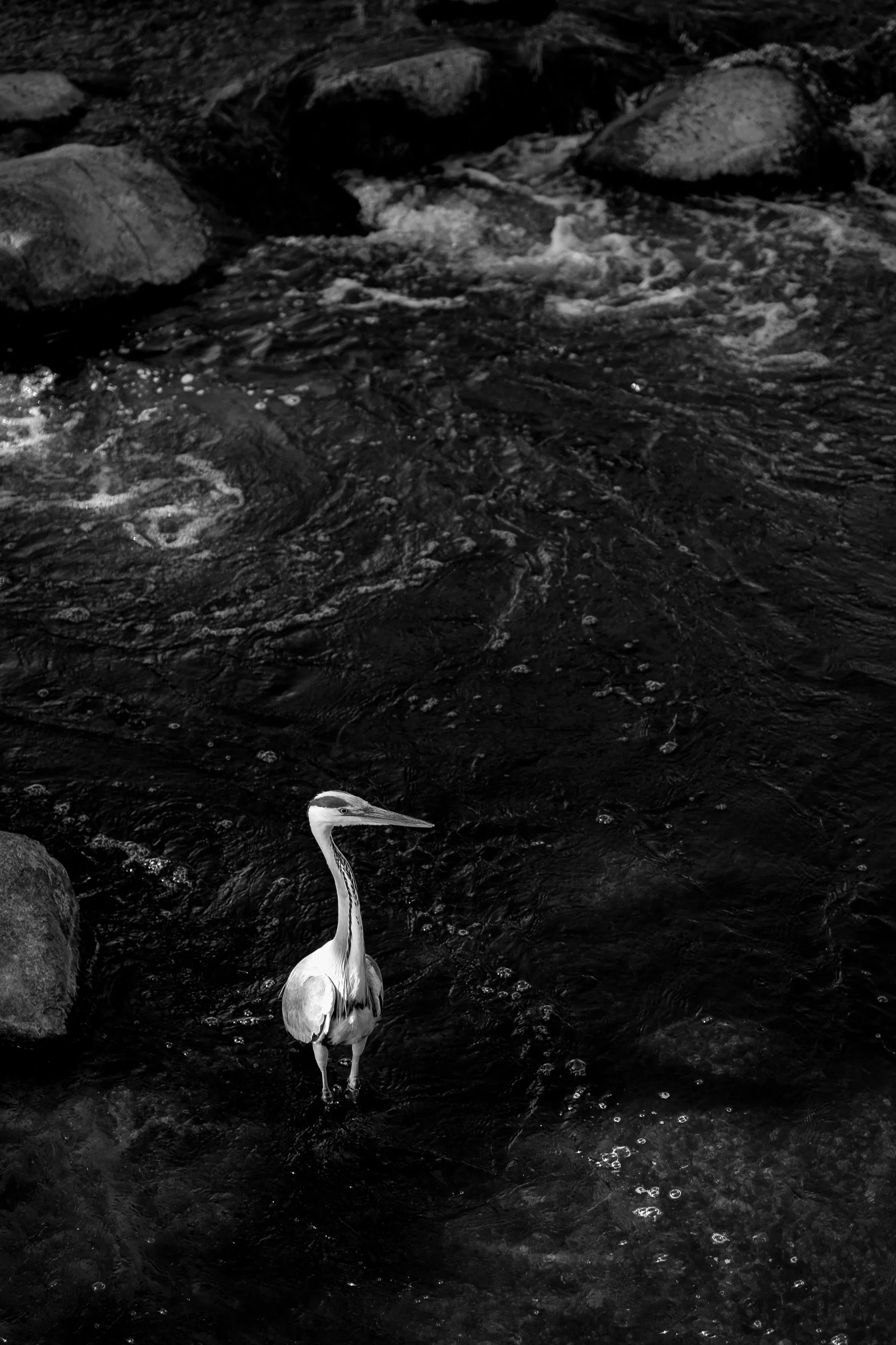 Ägretthäger (Egret). Norrtälje, Sweden.