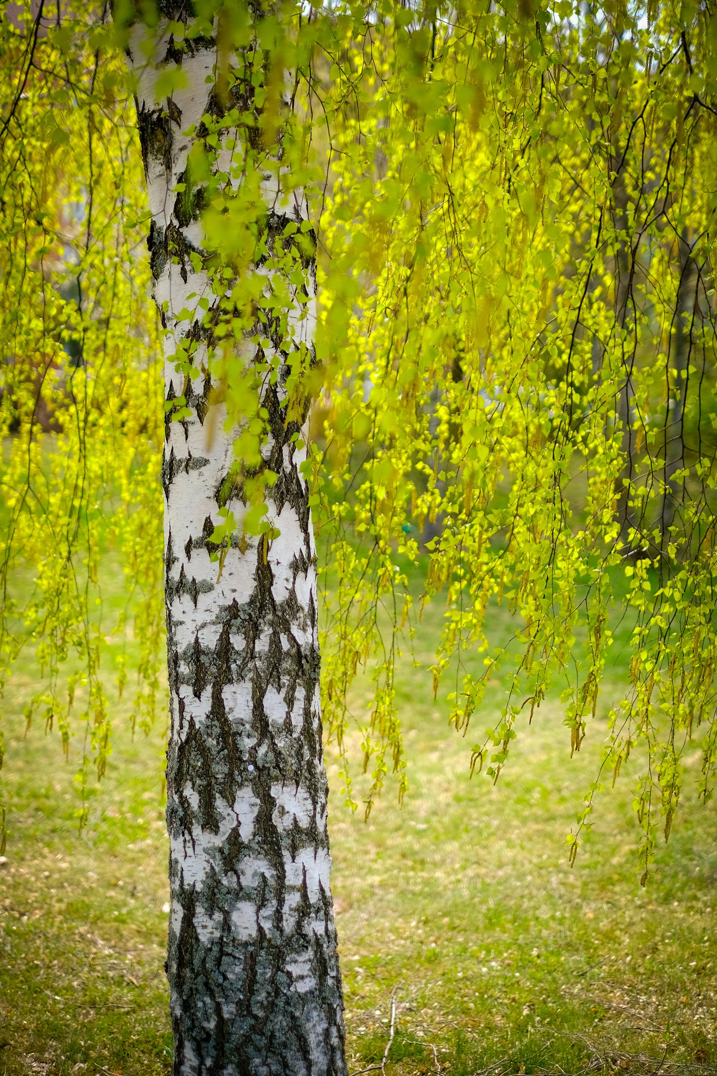 Birch tree in Råcksta, Sweden.