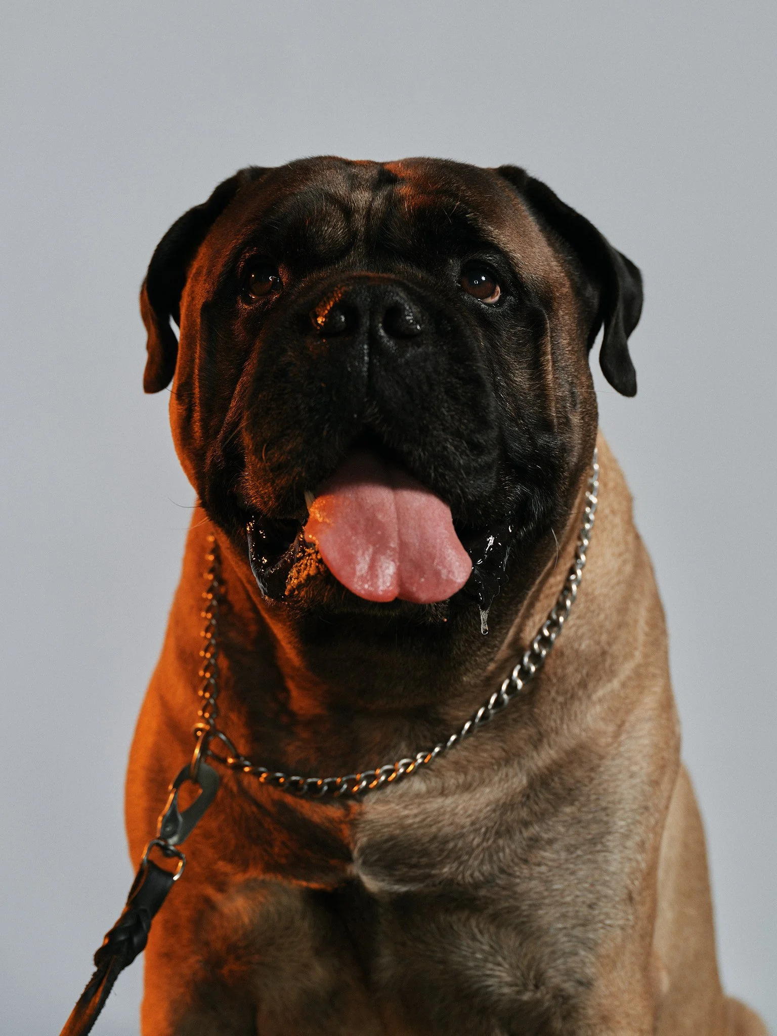 Primo piano di un cane di razza Bulldog francese con muso largo, lingua appesa a terra, occhi chiusi, collare con catena, sfondo neutro grigio.