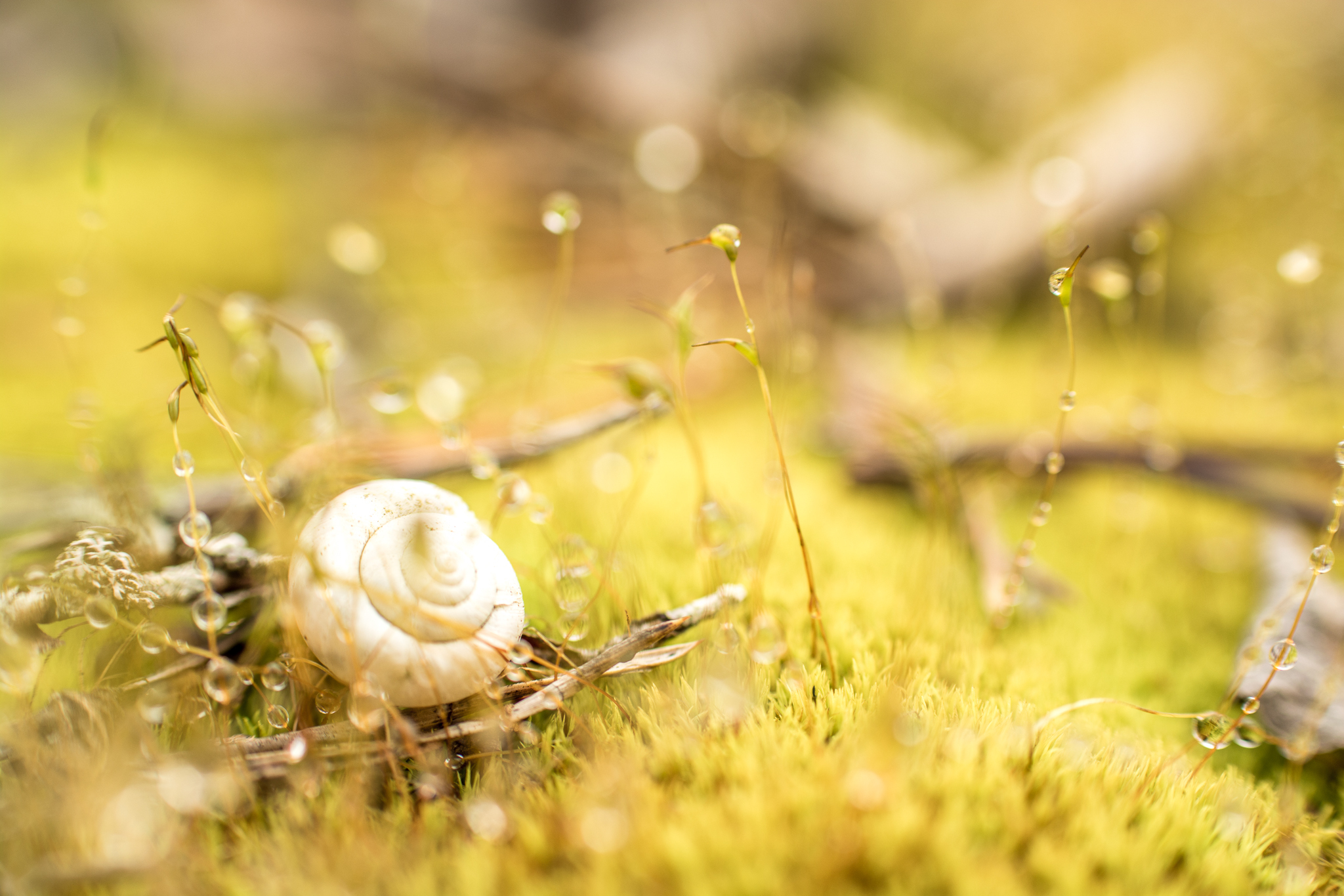 Die kleine Welt der Schnecke