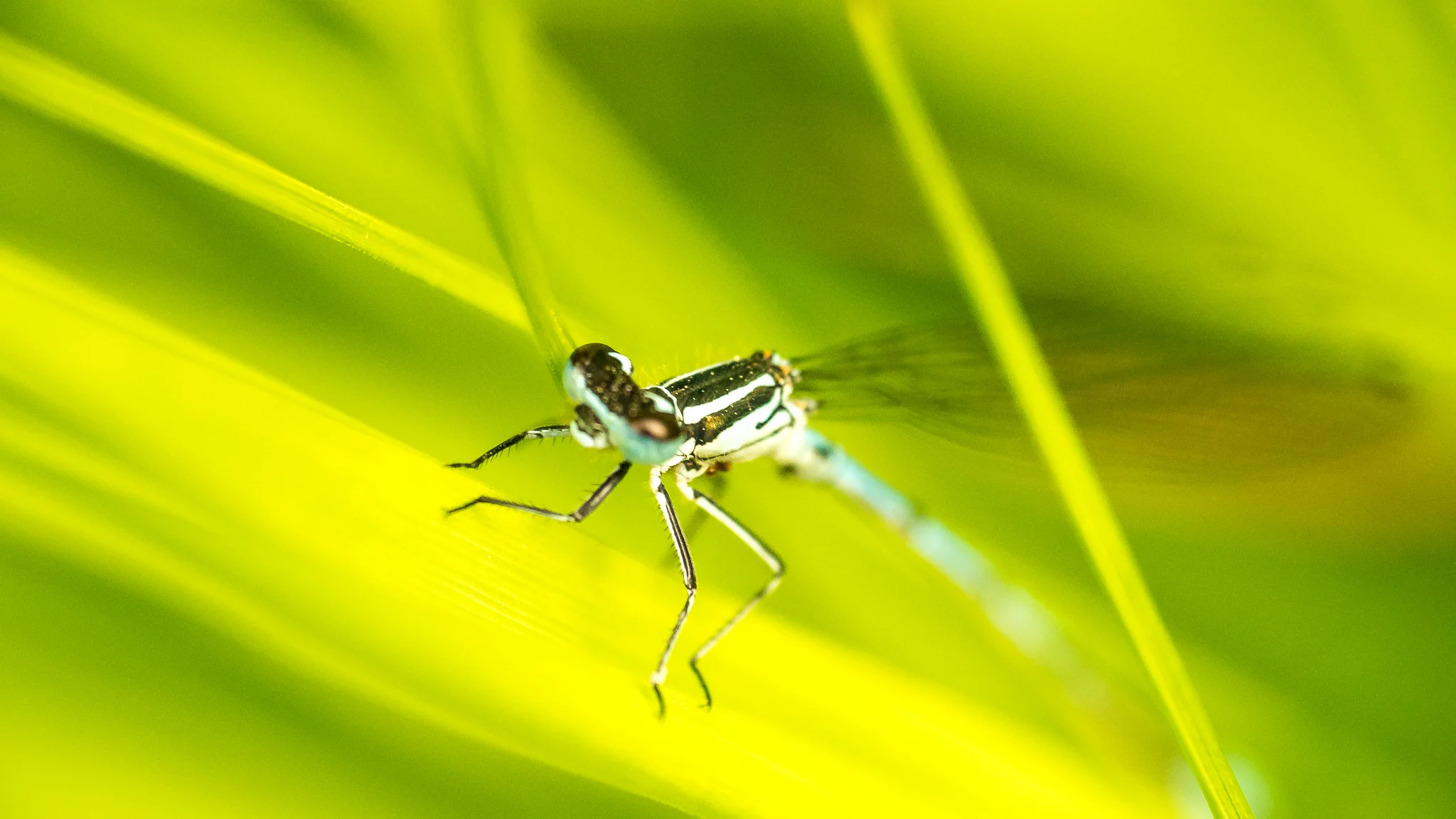 Hufeisen-Azurjungfer (Coenagrion puella), ♂
