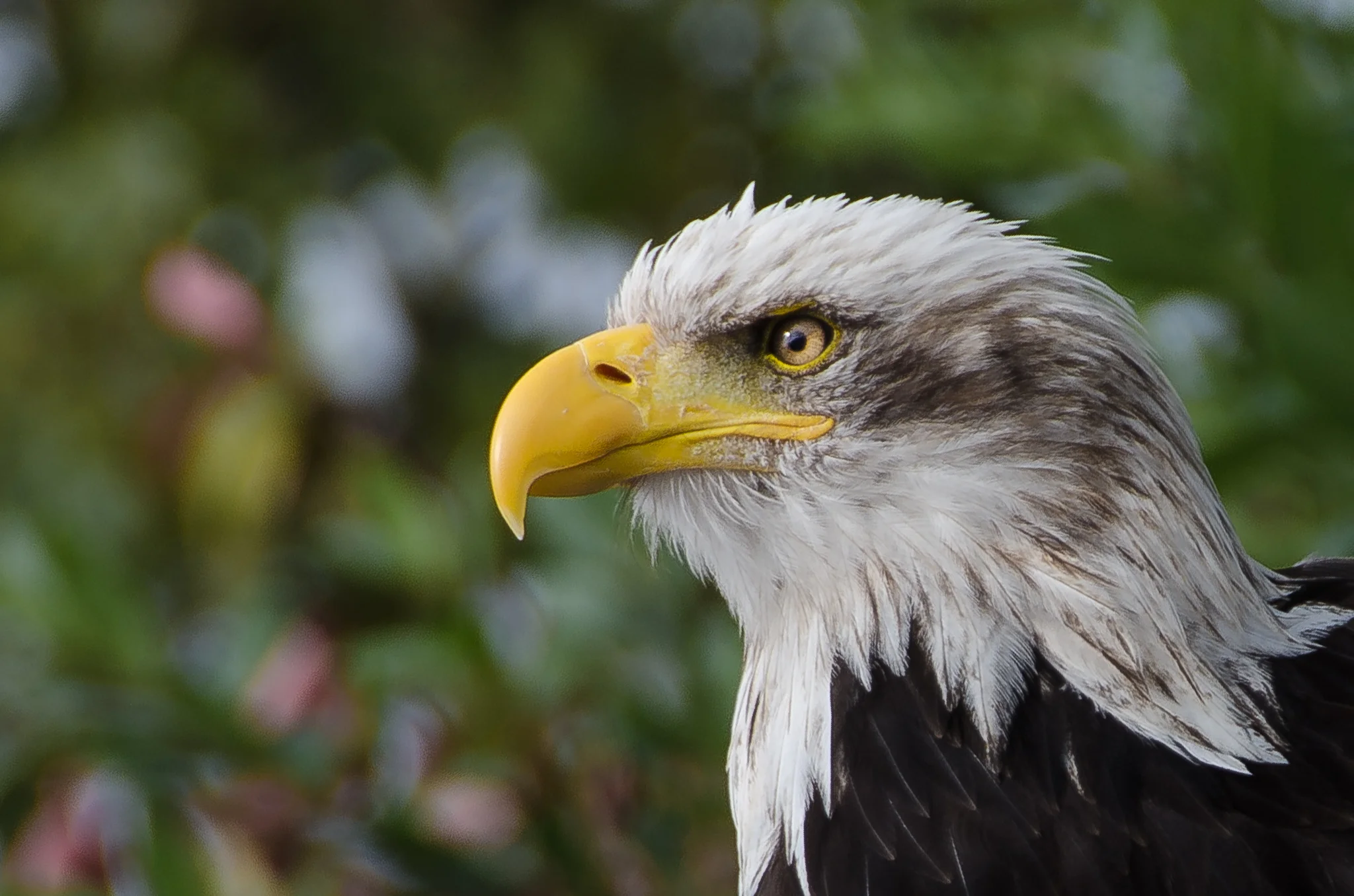Eagles Eye - Seeadler