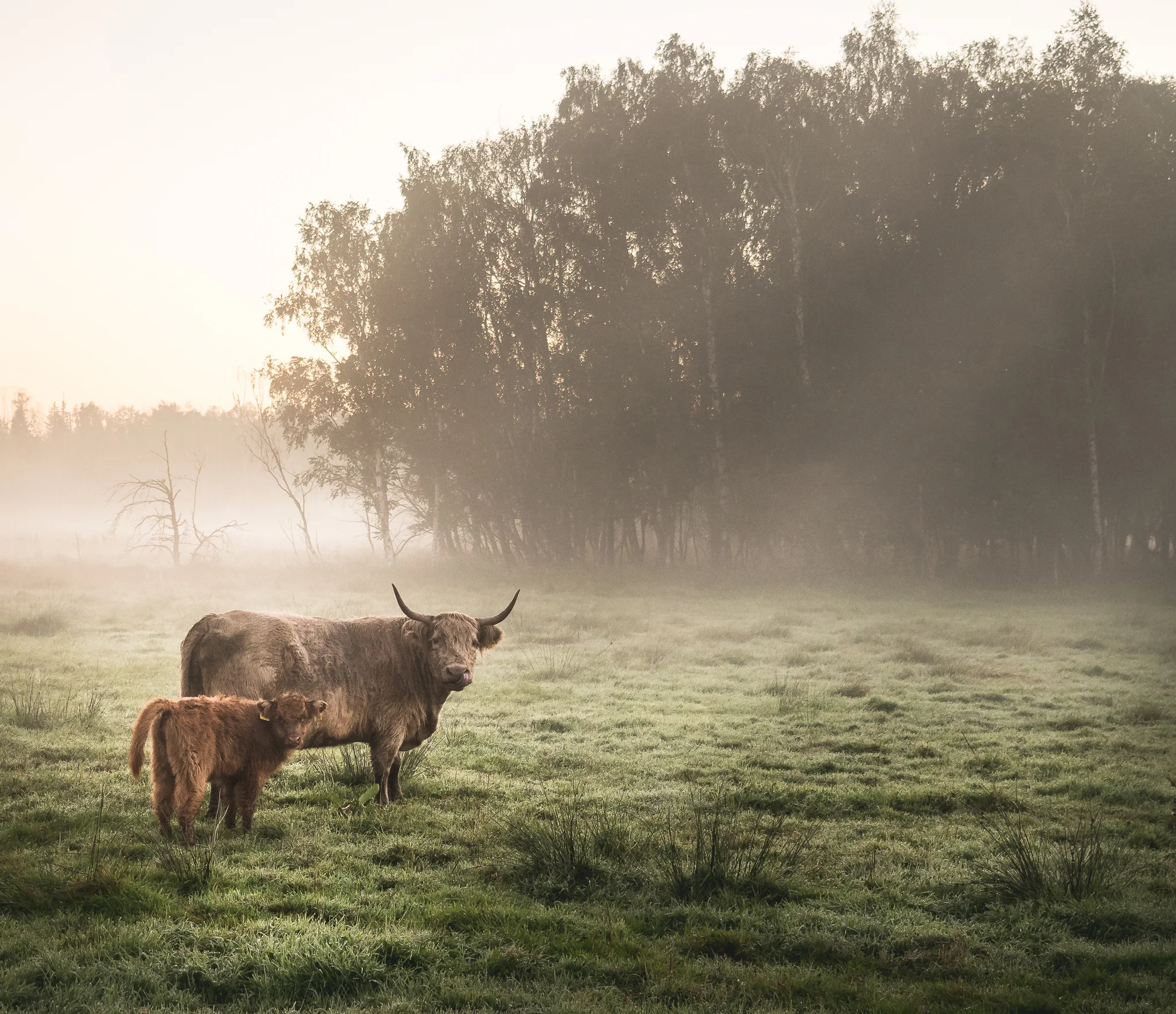 Scottisch Highland Rinder im Pfrunger Ried