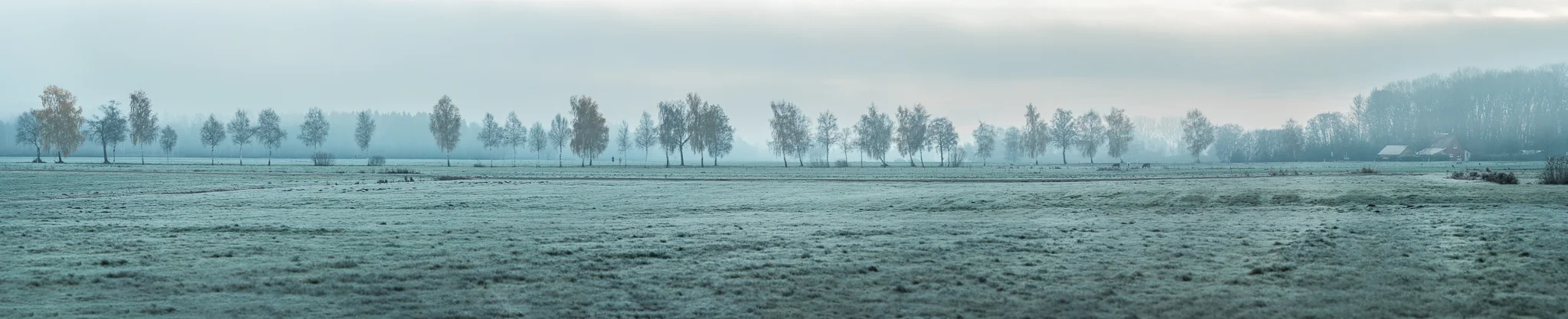 Birkenallee bei Pfrungen