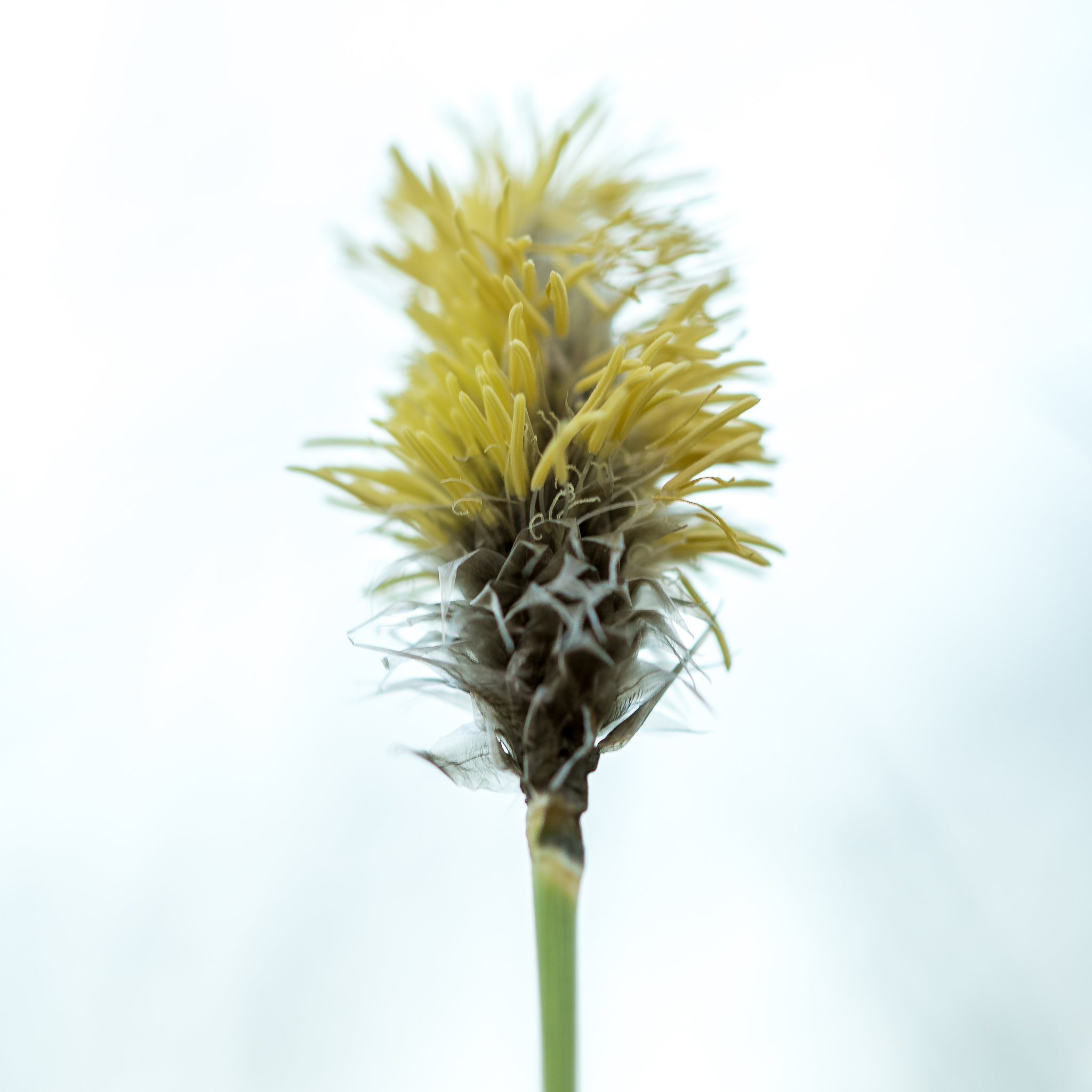 Wollgrasblüte - Highkey