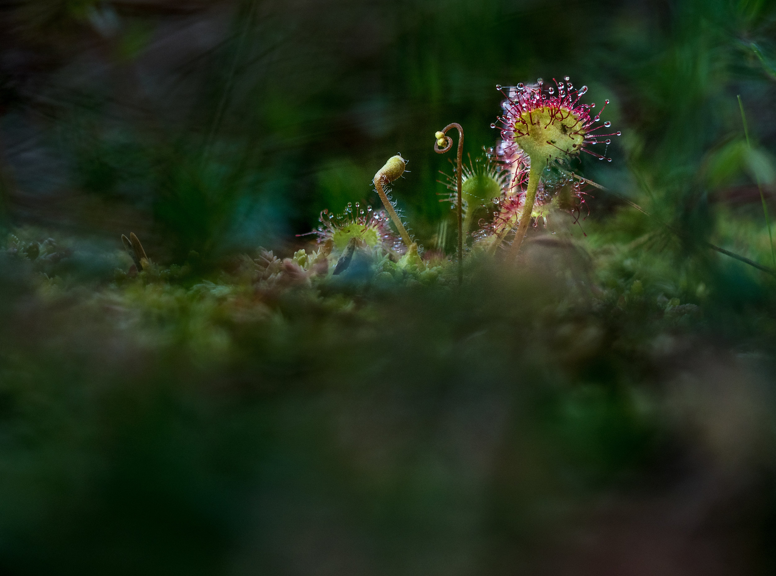 170714-jpg_max_DPI-20170708-Sonnentau_Focusstacking-Bearbeitet.jpg
