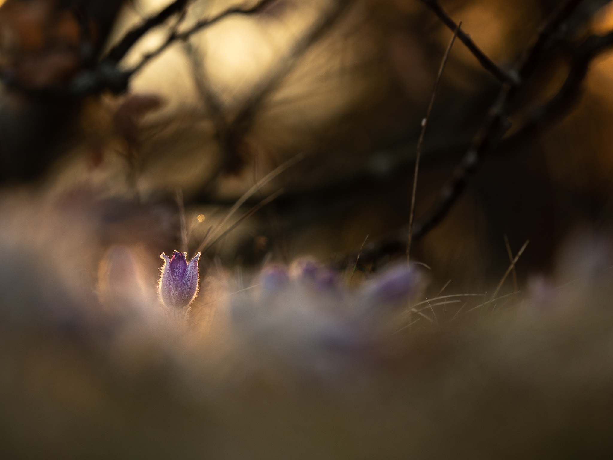 Gewöhnliche Kuhschelle (Pulsatilla vulgaris)