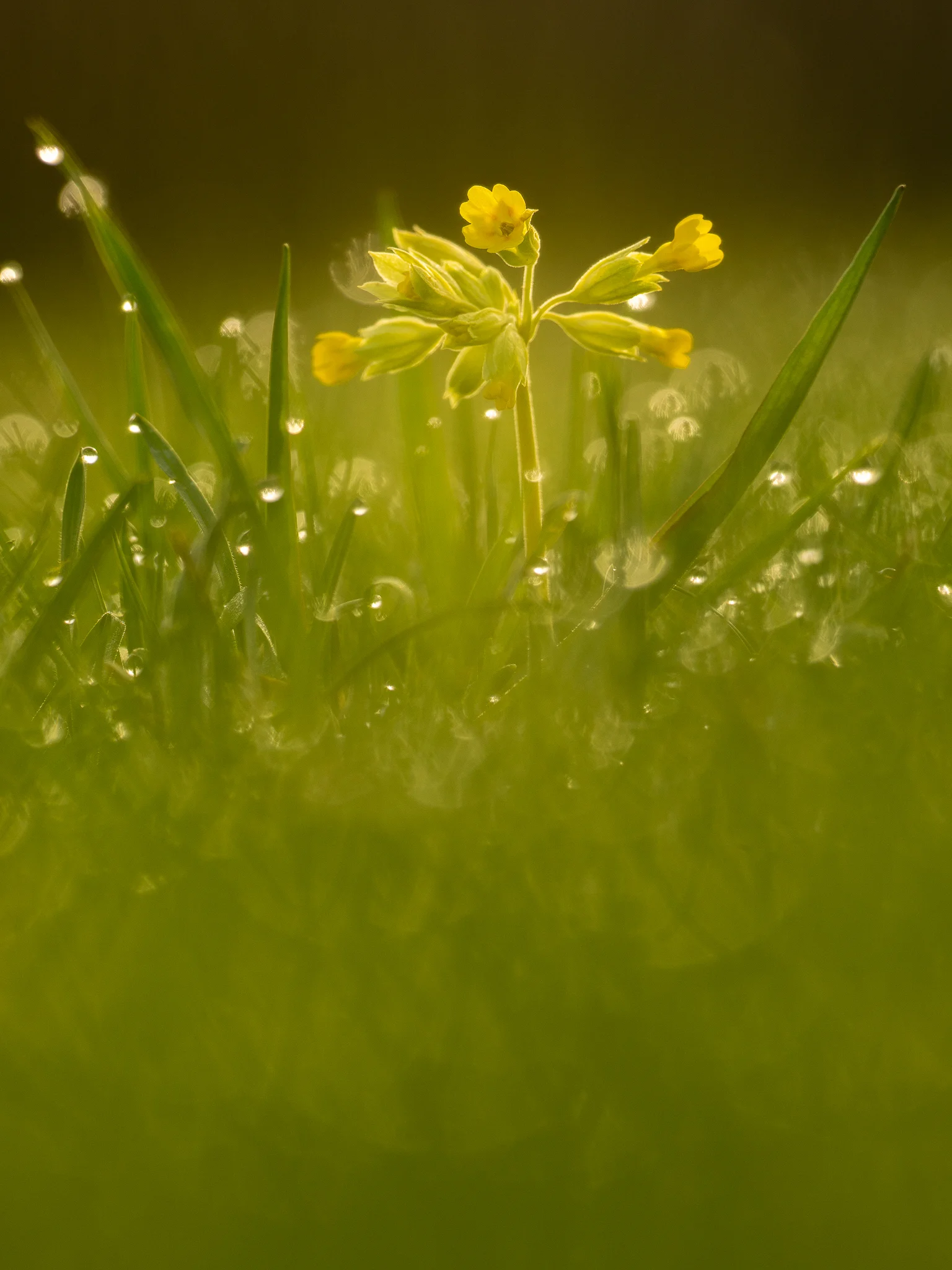Echte Schlüsselblume (Primula veris)