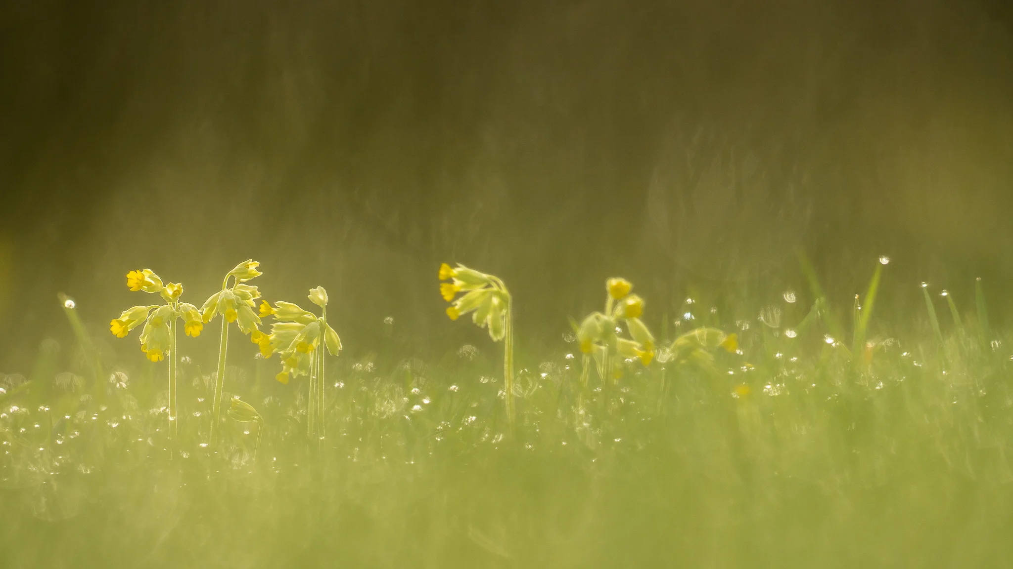 Echte Schlüsselblume (Primula veris)