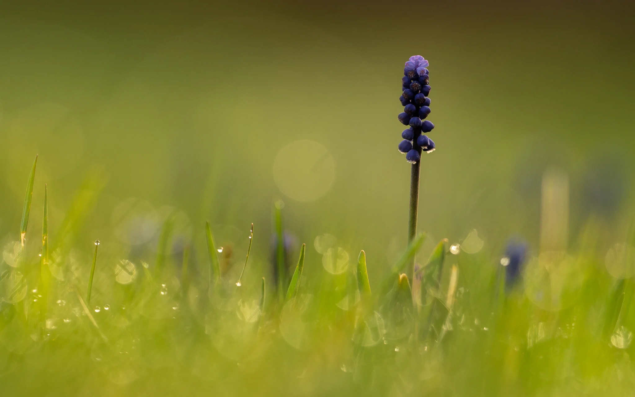 Kleine Traubenhyazinthe (Muscari botryoides)