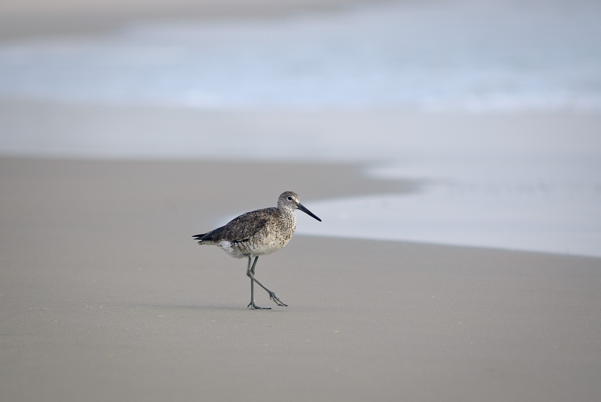 Sandpiper