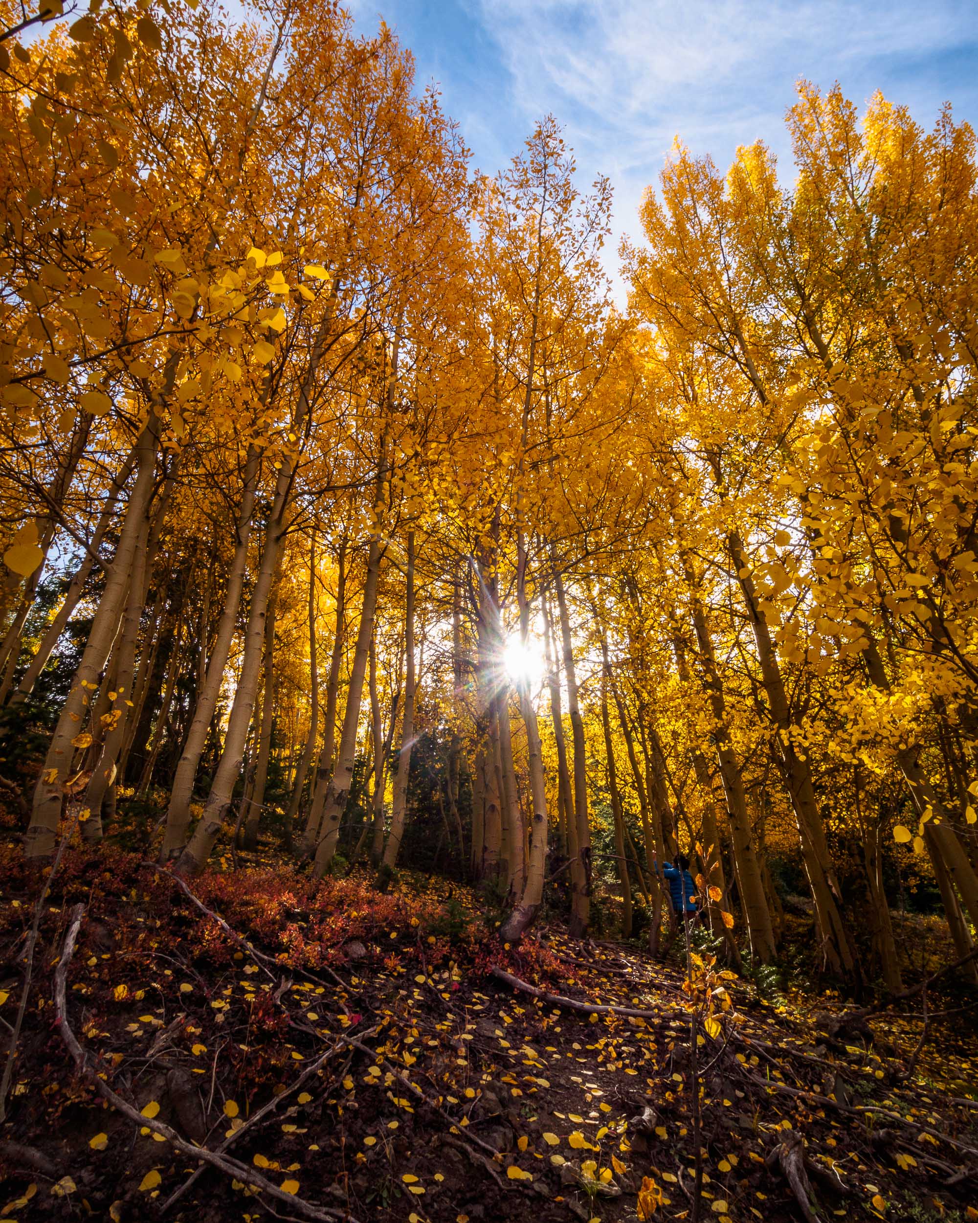 Aspen Light