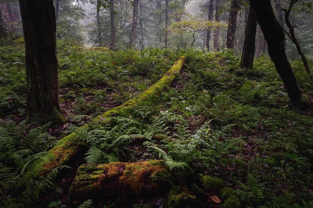 On the Jungle Trail  #mountainlakelodge #mountainlakeconservancy