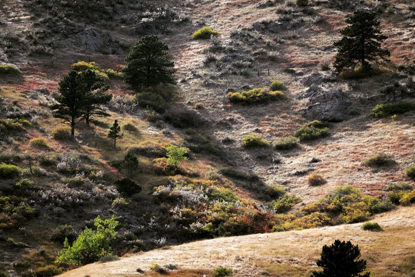 Fall light #horsetoothmountainpark #fortcollins