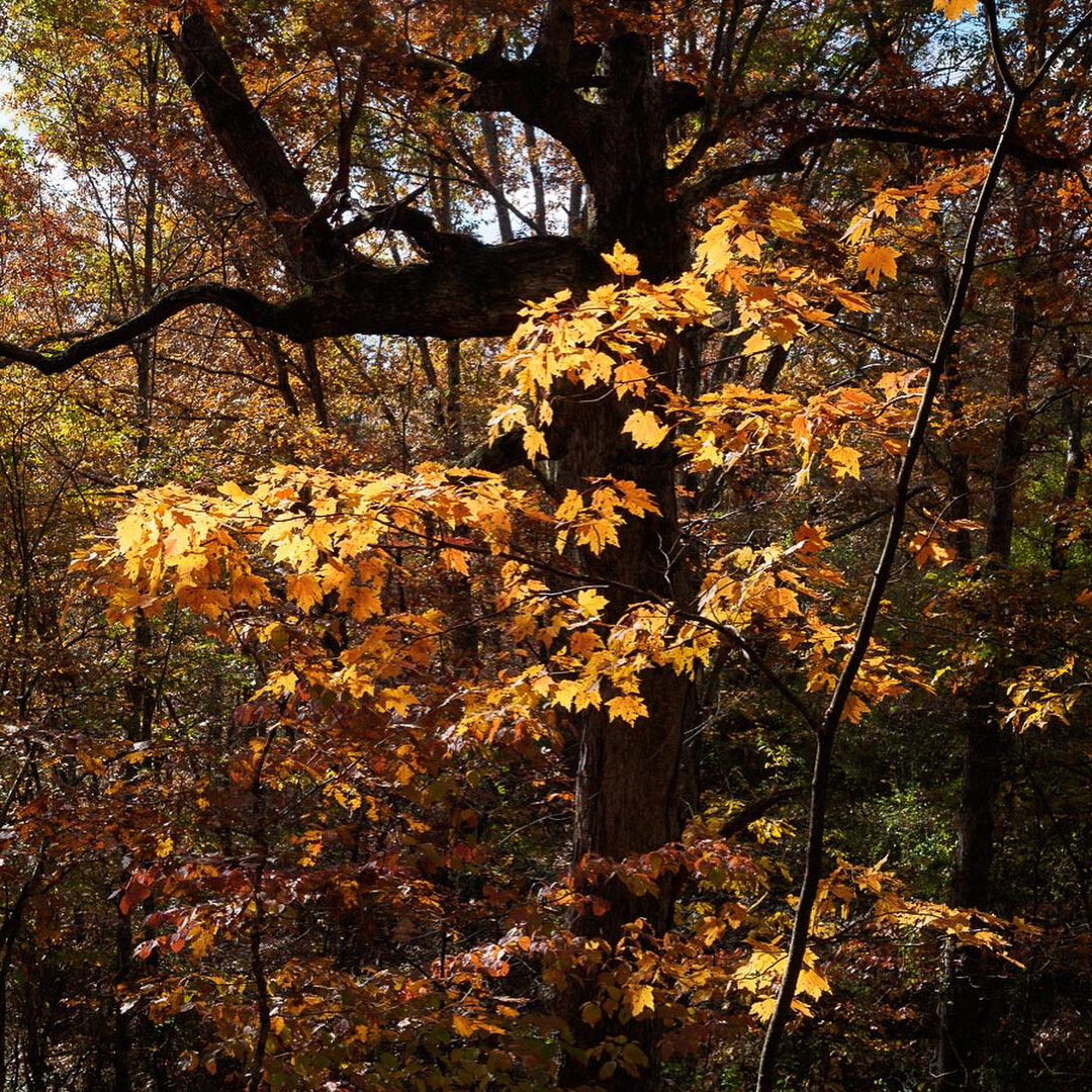 Getting some really good fall color here around Blacksburg, VA #blacksburgva #fallcolors