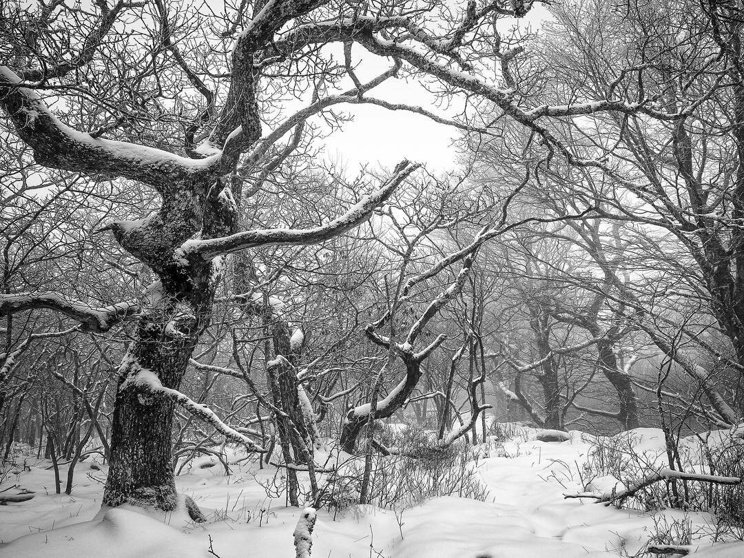 B&amp;W conversion of an image taken last week at the #mountainlakeconservancy