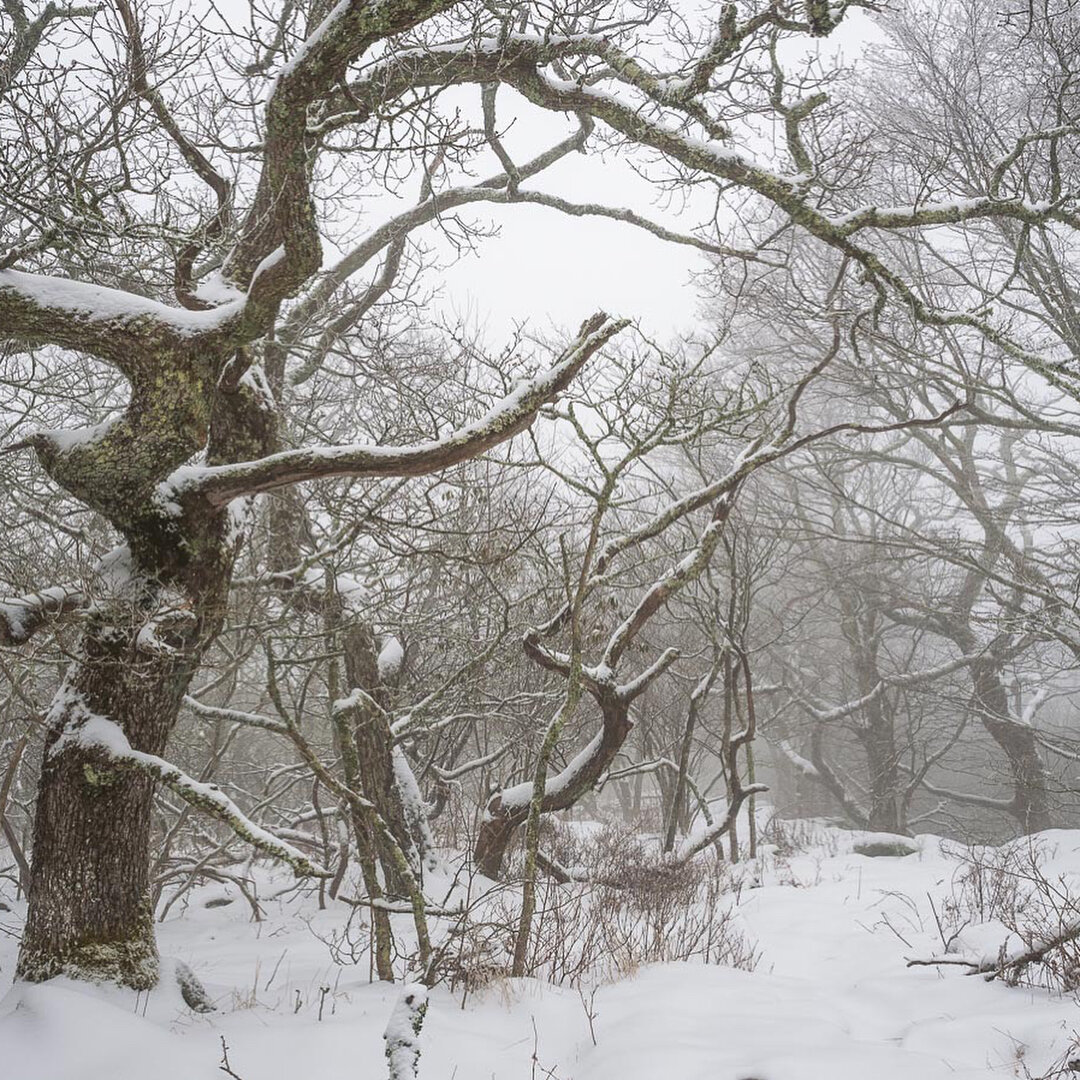 Some images from a snow hike today. Winter, you have had your chance...