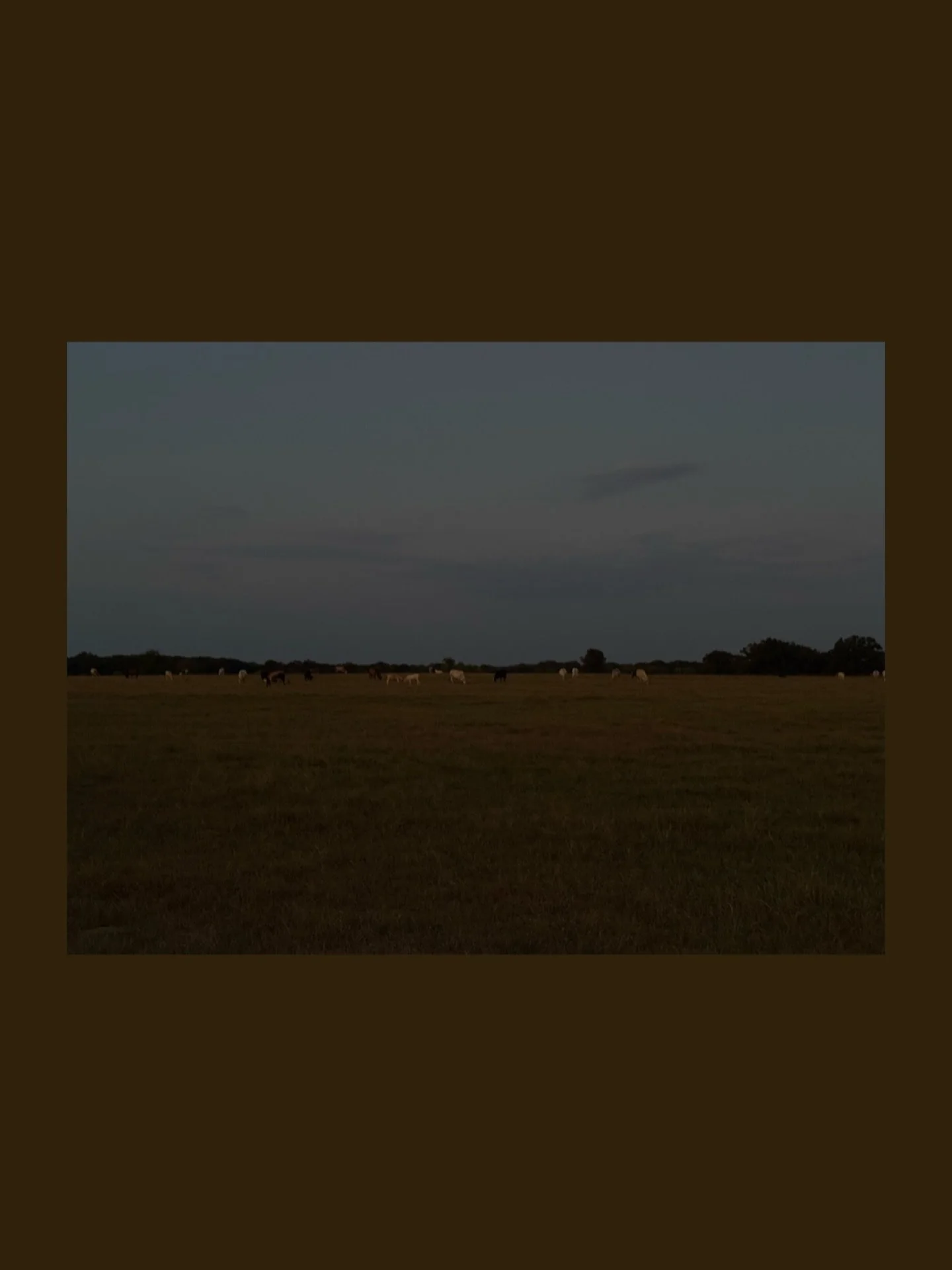 dusky