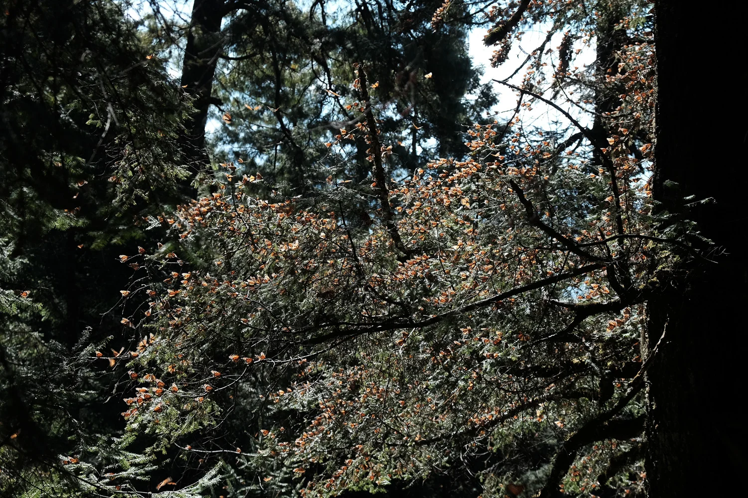 DSCF6762.jpg