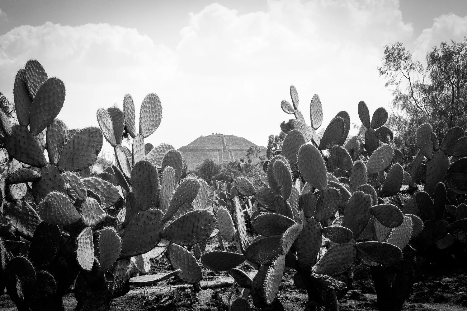 DSCF6833.jpg