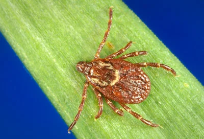 Dermacentor variabilis, AKA: the dog tick, the wood tick