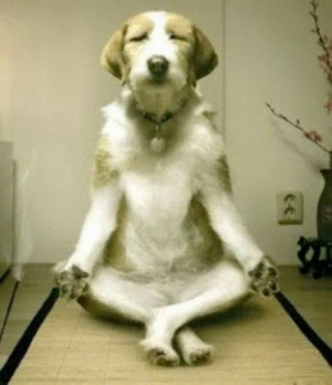 meditativedog.jpg