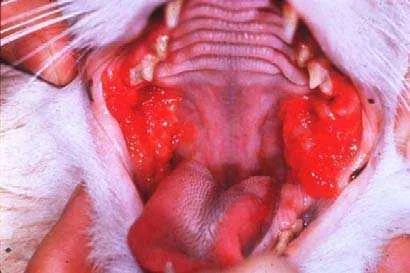 1_alimentary_pathology_1_intro_oral_cavity_(1)1357908046740.jpg