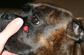 what is a histiocytoma on a dog