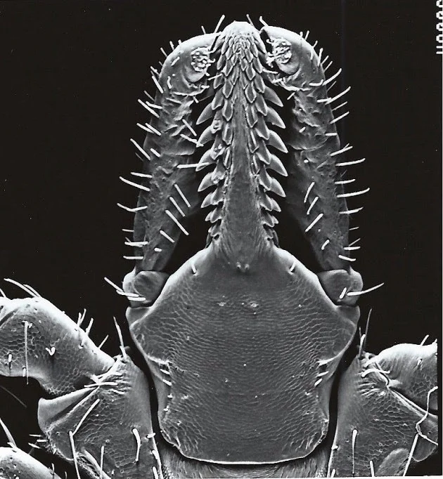 The mouth parts of Ixodes scapularis.