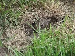  Baby rabbits in their nest.