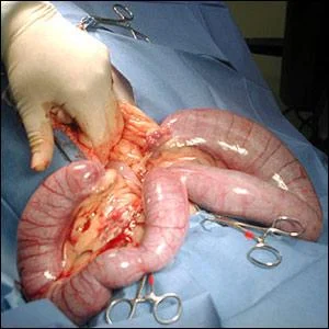 Large pyometra in a cat uterus. 