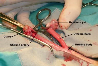 Normal cat uterus at spay.