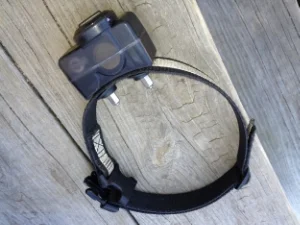 shock collar burning dog's neck