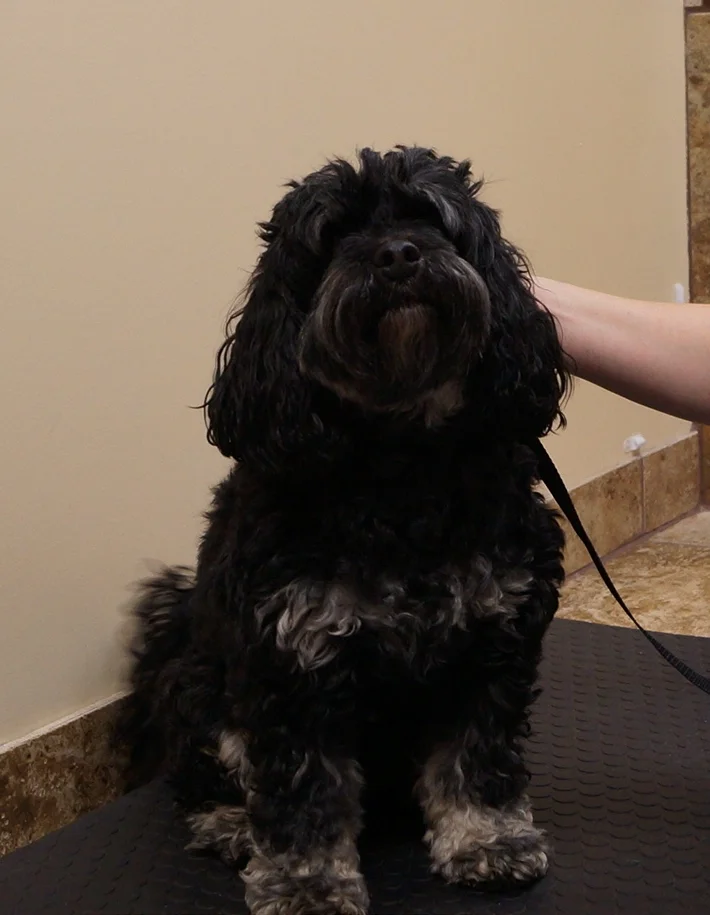 Have you seen Chloe elsewhere on our website?