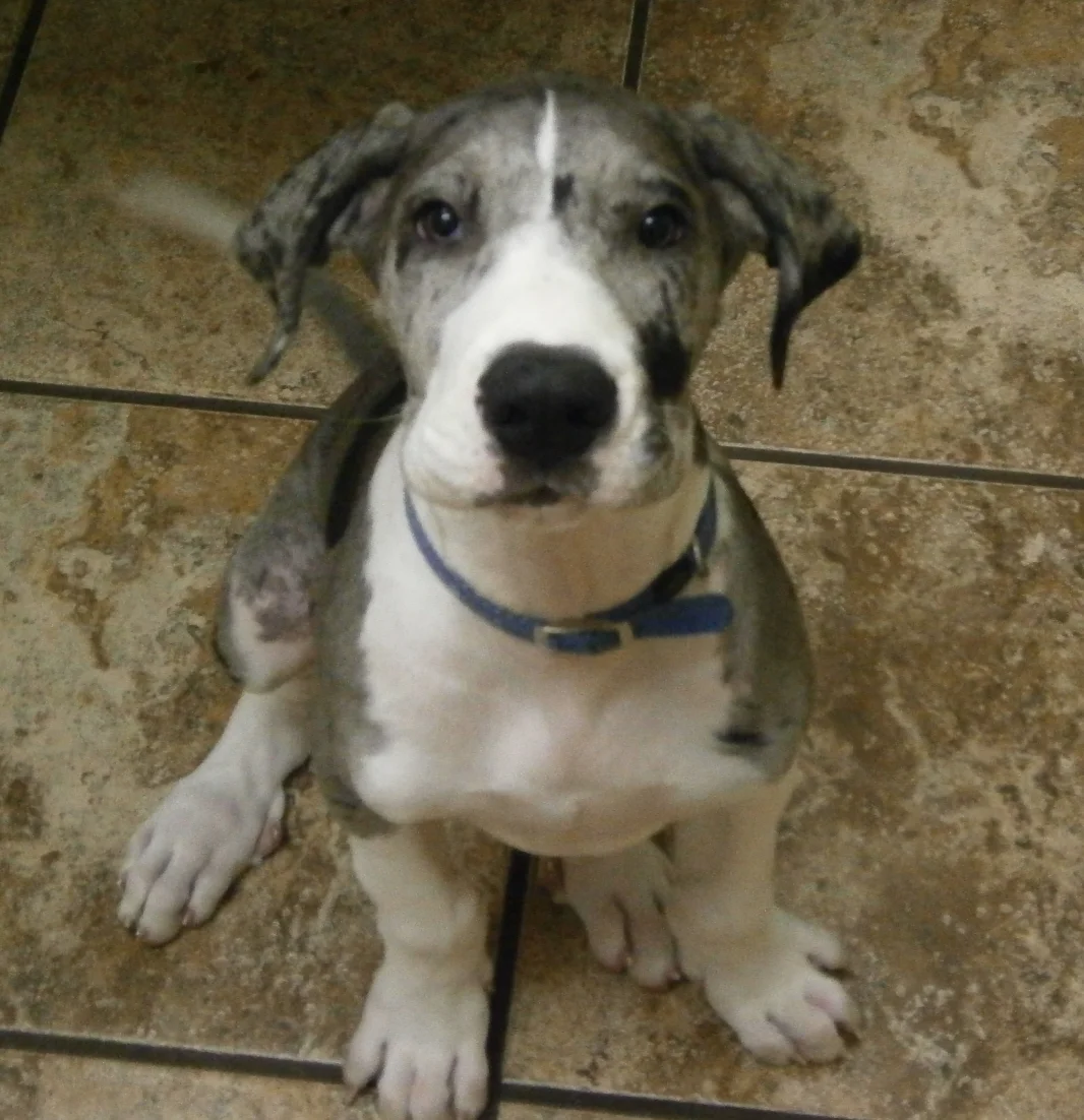Little Bella, about 3 months old.